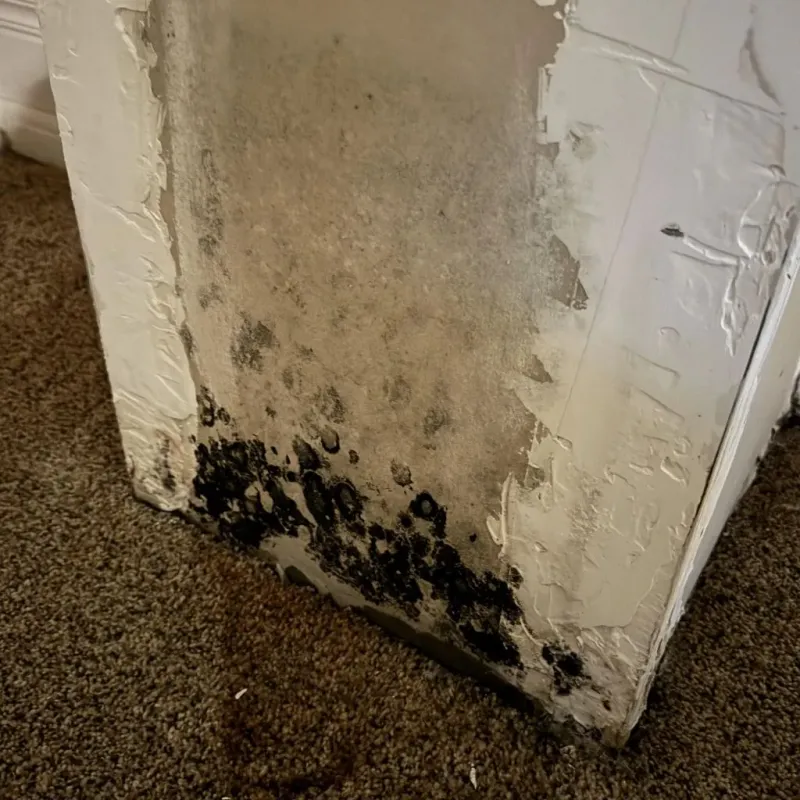 Professional Mold Removal in Hewitt, TX